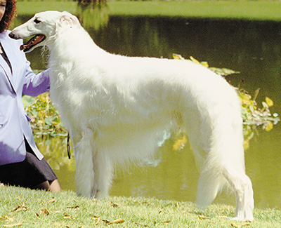 Top Conformation Borzoi 2000